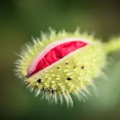 Pąk maku, z widocznym czerwonym wnętrzem, uchwycony techniką focus stacking.