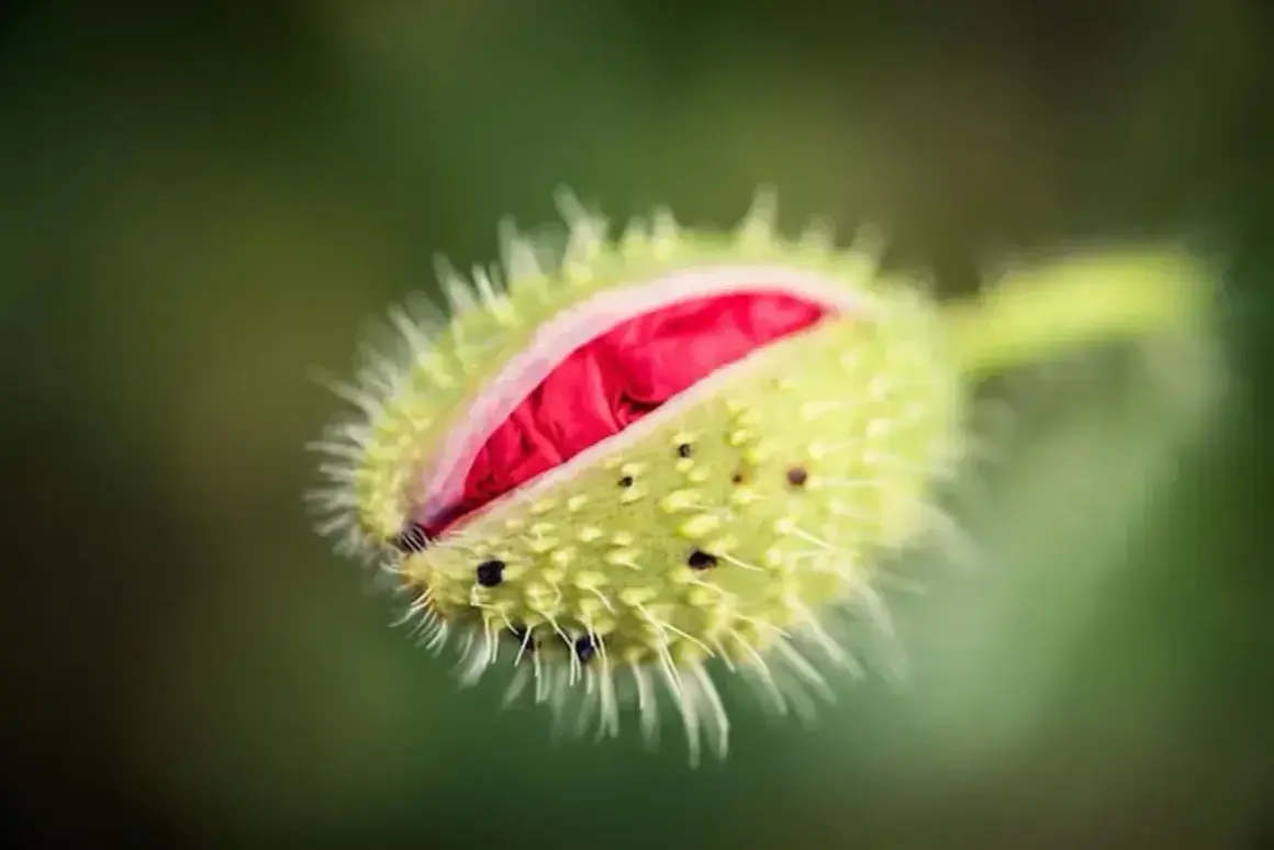 Pąk maku, z widocznym czerwonym wnętrzem, uchwycony techniką focus stacking.