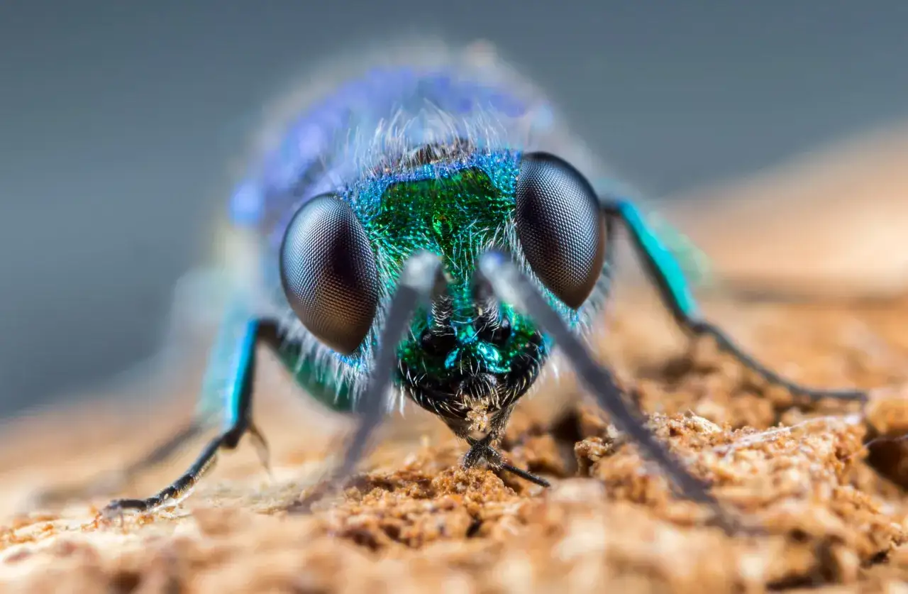 Błyszczący, niebiesko-zielony owad z wielkimi, fasetkowymi oczami, uchwycony w technice focus stacking.